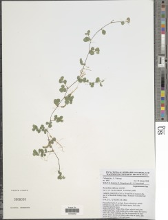 Grona triflora image