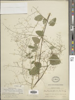 Desmodium procumbens var. longipes image
