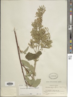 Desmodium cajanifolium image