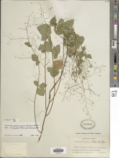 Desmodium procumbens var. longipes image