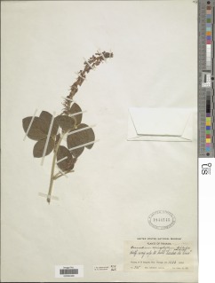 Image of Desmodium sericophyllum