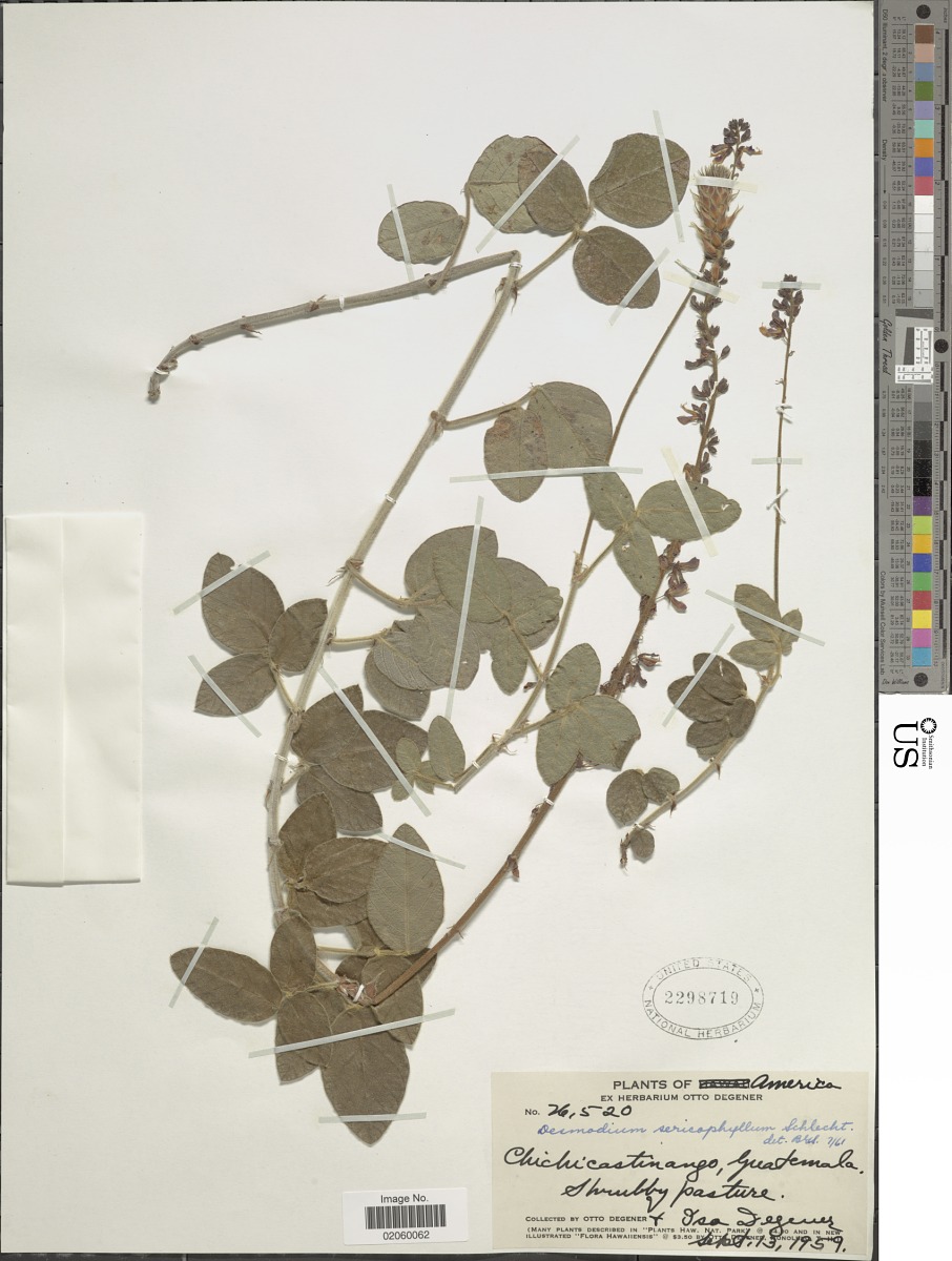 Desmodium sericophyllum image