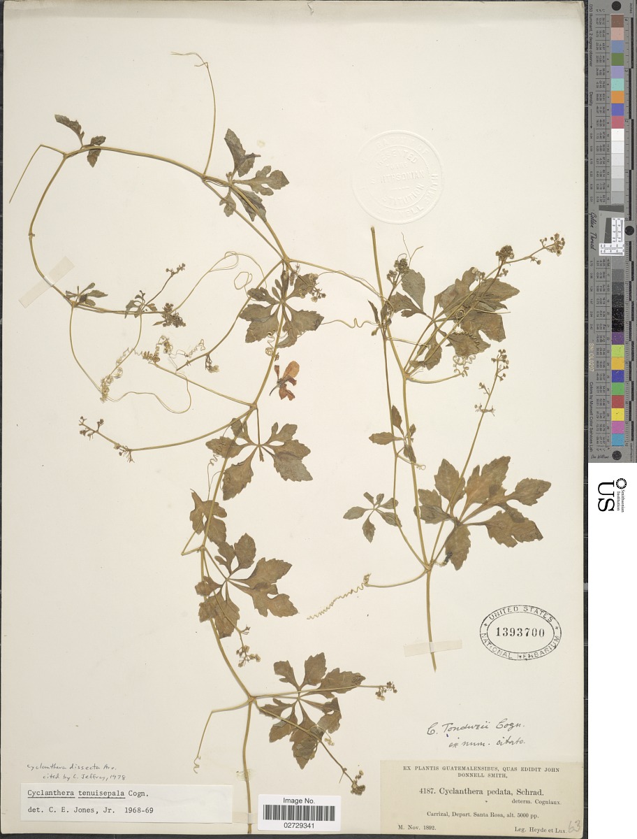 Cyclanthera image