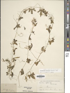 Image of Cyclanthera ribiflora