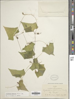 Image of Cyclanthera kuntzeana