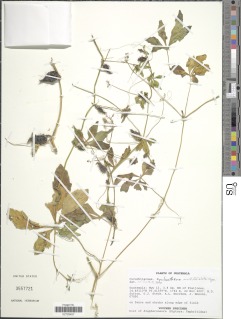 Image of Cyclanthera multifoliolata