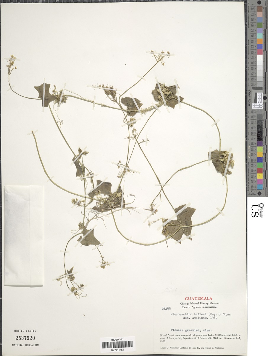 Microsechium palmatum image