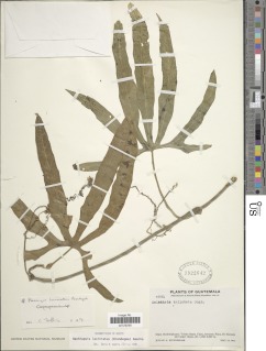 Sechiopsis laciniata image