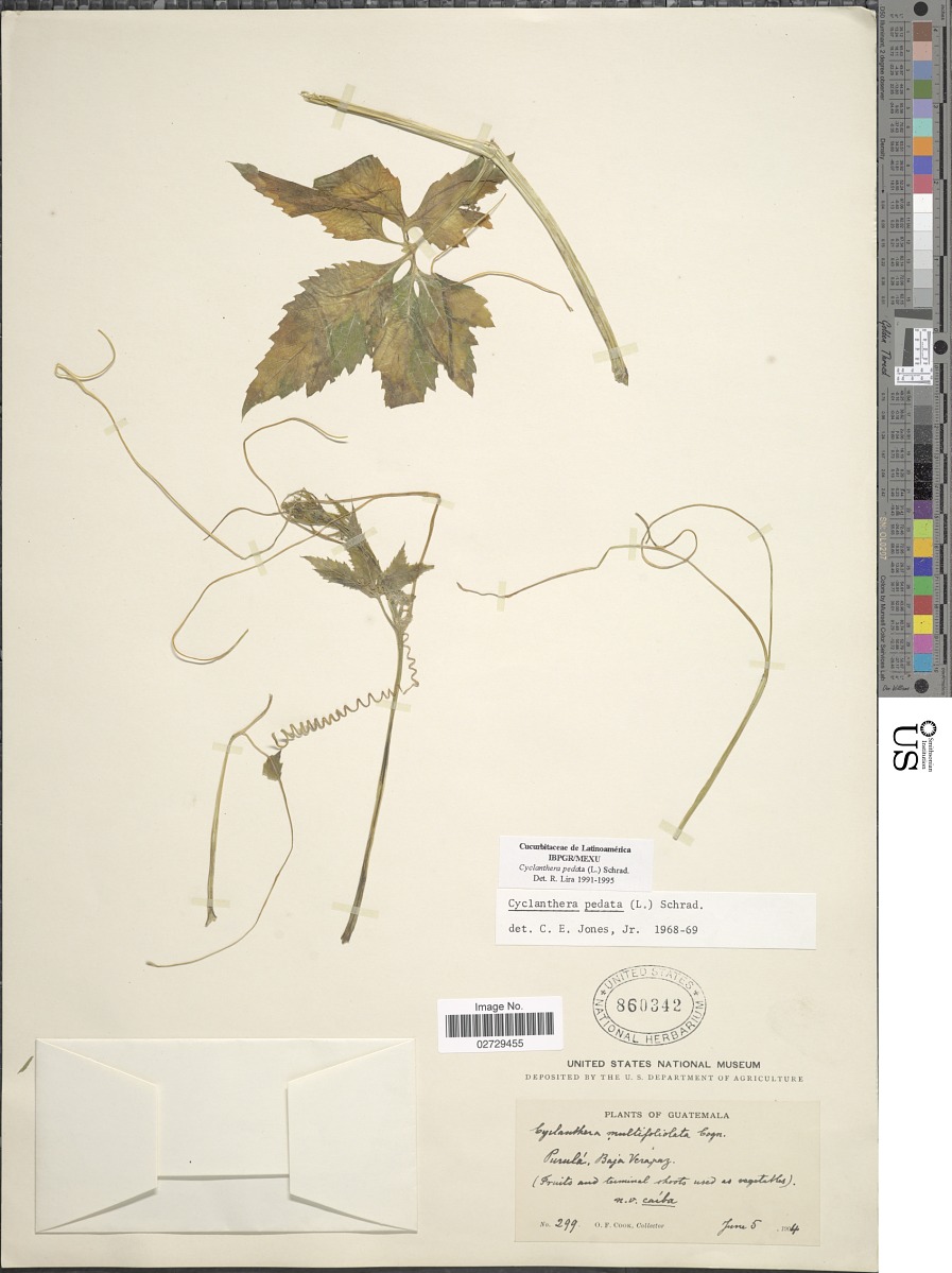 Cyclanthera pedata image
