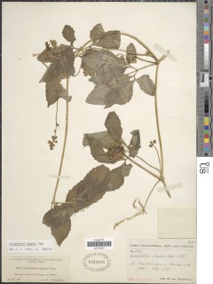 Image of Cyclanthera langaei
