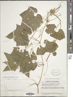 Cyclanthera steyermarkii image