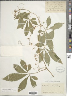 Cyclanthera langaei image