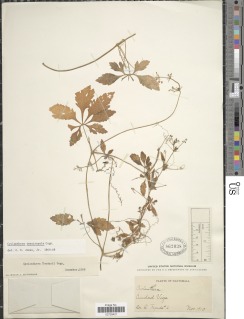 Cyclanthera tenuisepala image