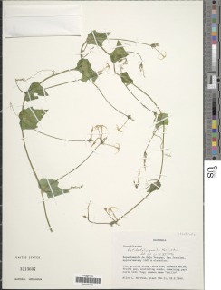 Cyclanthera filiformis image