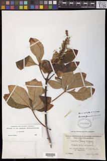 Image of Aesculus parryi