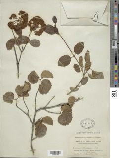 Viburnum ellipticum image