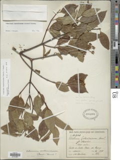 Image of Viburnum costaricanum