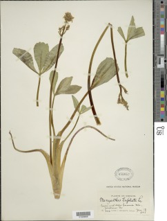 Menyanthes trifoliata image