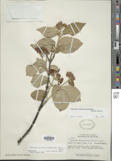 Viburnum stellato-tomentosum image