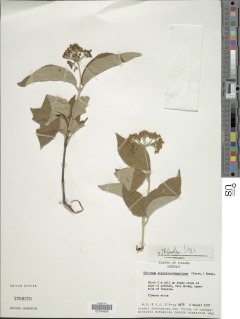 Viburnum stellato-tomentosum image