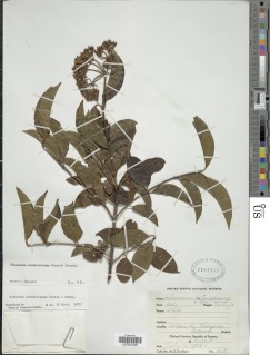 Viburnum costaricanum image