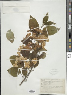 Image of Viburnum tomentosum