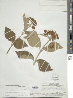 Image of Viburnum stellato-tomentosum