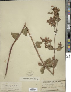Lonicera subspicata var. johnstonii image