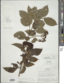 Viburnum costaricanum image
