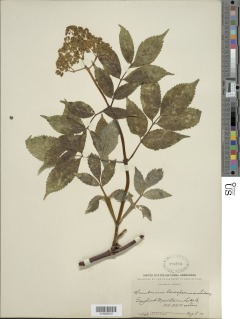 Sambucus racemosa image