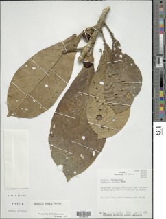 Aegiphila anomala image