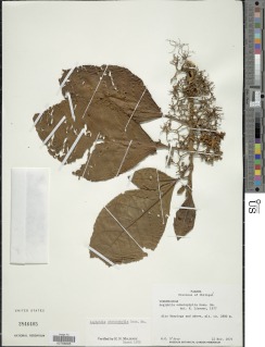 Aegiphila odontophylla image
