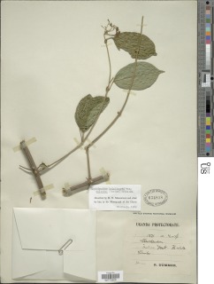 Image of Clerodendrum formicarum