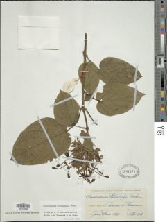 Image of Clerodendrum welwitschii