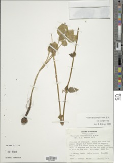 Image of Valeriana sorbifolia