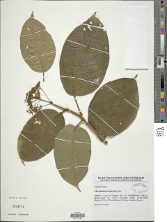 Image of Clerodendrum dusenii
