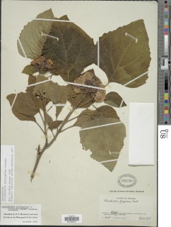 Image of Clerodendrum philippinum
