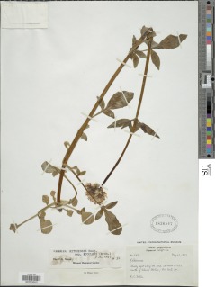 Valeriana sitchensis subsp. scouleri image