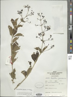 Image of Aegiphila integrifolia
