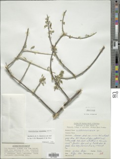 Image of Clerodendrum robecchii