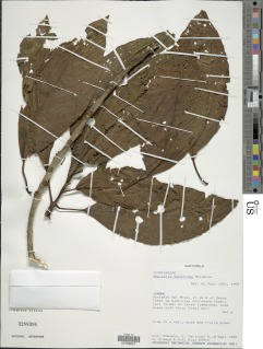 Aegiphila monstrosa image