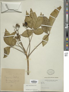 Vitex ferruginea subsp. amboniensis image