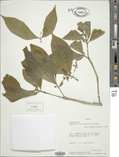 Aegiphila costaricensis image