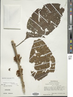 Aegiphila monstrosa image