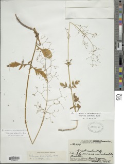 Image of Valeriana sorbifolia