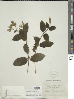 Image of Clerodendrum buettneri