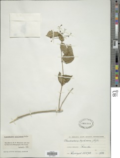 Clerodendrum formicarum image
