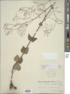 Valeriana urticaefolia image