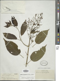 Premna quadrifolia image