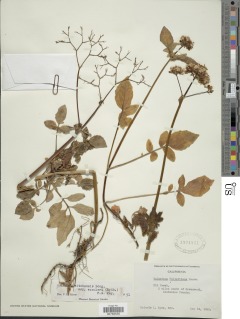 Valeriana sitchensis subsp. scouleri image